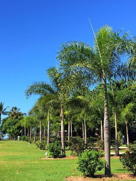 敦克岛景观大篷车假日公园 Wongaling Beach 外观 照片